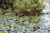Cranberry Lake Preserve - White Plains, NY - Juin 2013 | Mon chat m'a ramené un chipmunks !