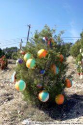 Austin's Loop 360 Christmas Trees | Books, Cupcakes, and Cats Chasing Chipmunks