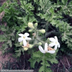 Fleurs sauvages - Hill Country, TX | Mon chat m'a ramené un chipmunk