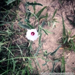 Fleurs sauvages - Hill Country, TX | Mon chat m'a ramené un chipmunk